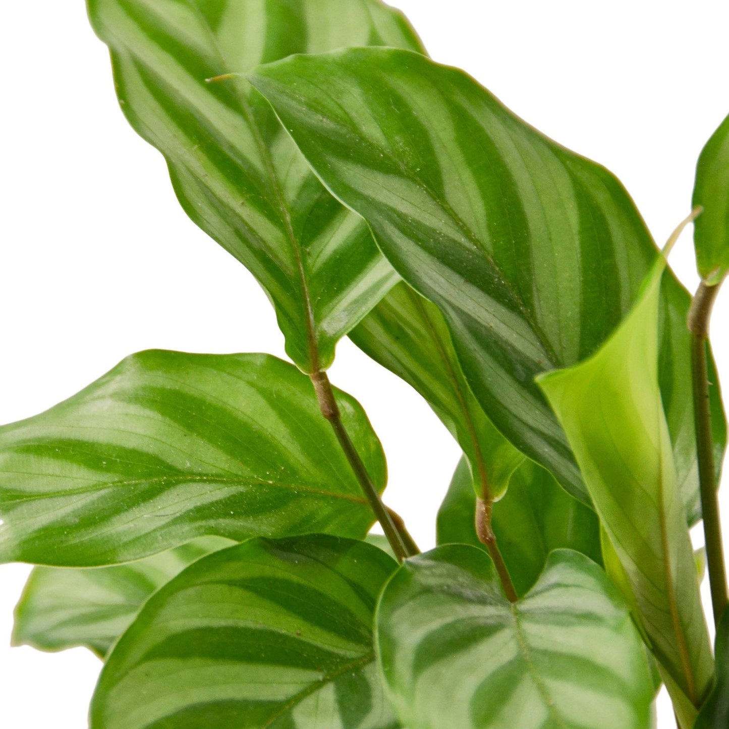 Calathea Concinna Freddie indoor plant with glossy green striped leaves on Tampa Home & Garden Store