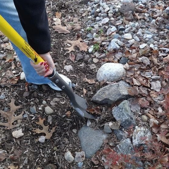 Spear Head Spade 40-inch D-grip SHFD3 spade with yellow handle and blade digging in rocky soil on Tampa Home & Garden Store
