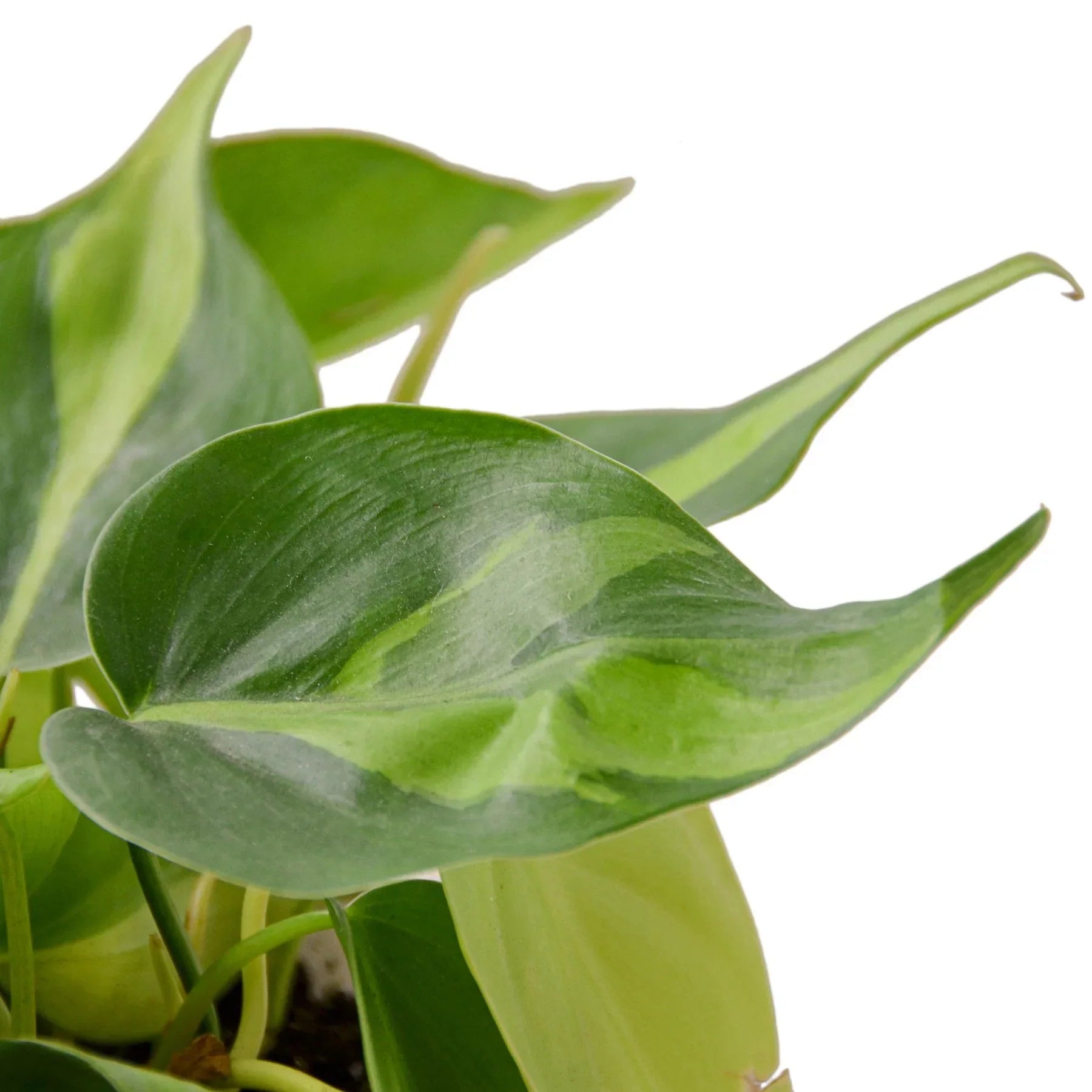 Philodendron Brasil plant with green leaves and yellow variegation Rooted Treasures Farms on Tampa Home & Garden Store
