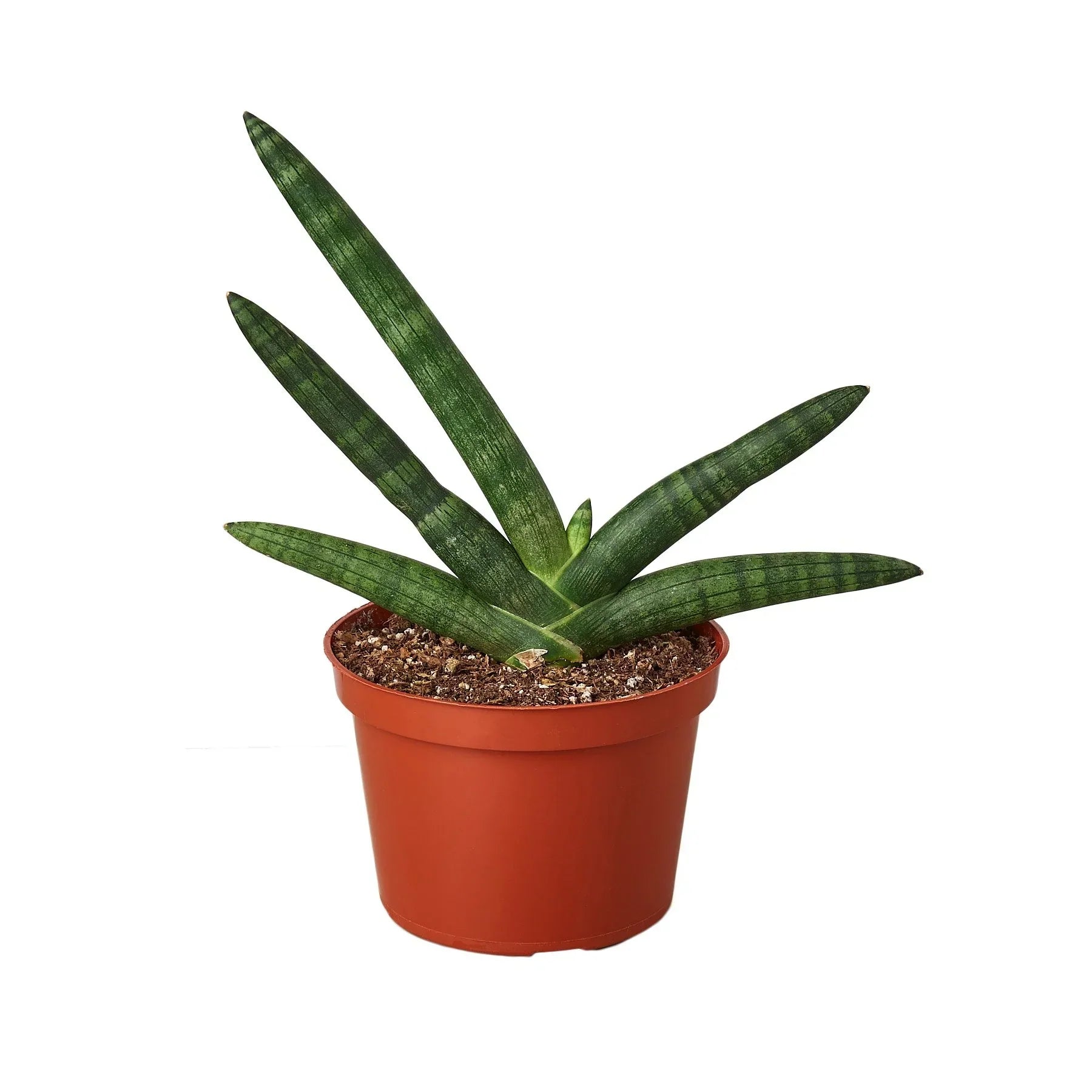 Snake Plant Starfish plant, dark green striped leaves in terracotta pot on Tampa Home & Garden Store