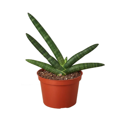 Snake Plant Starfish plant, dark green striped leaves in terracotta pot on Tampa Home & Garden Store