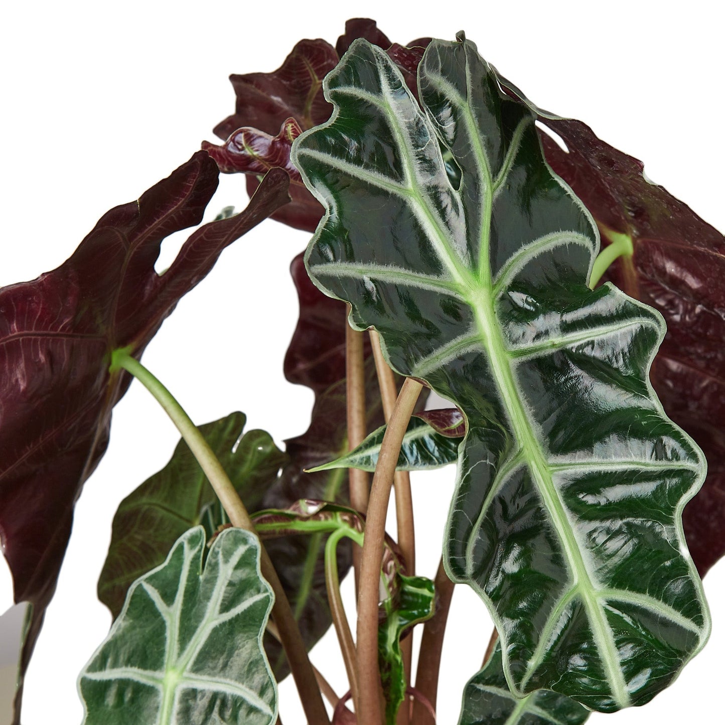 Alocasia Polly African Mask indoor plant with glossy green leaves and white veins on Tampa Home & Garden Store