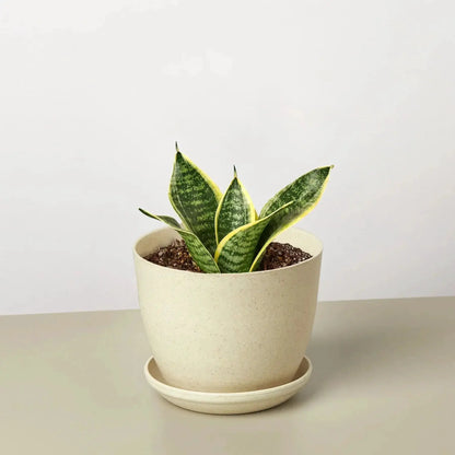 - image on Tampa Home & Garden Store