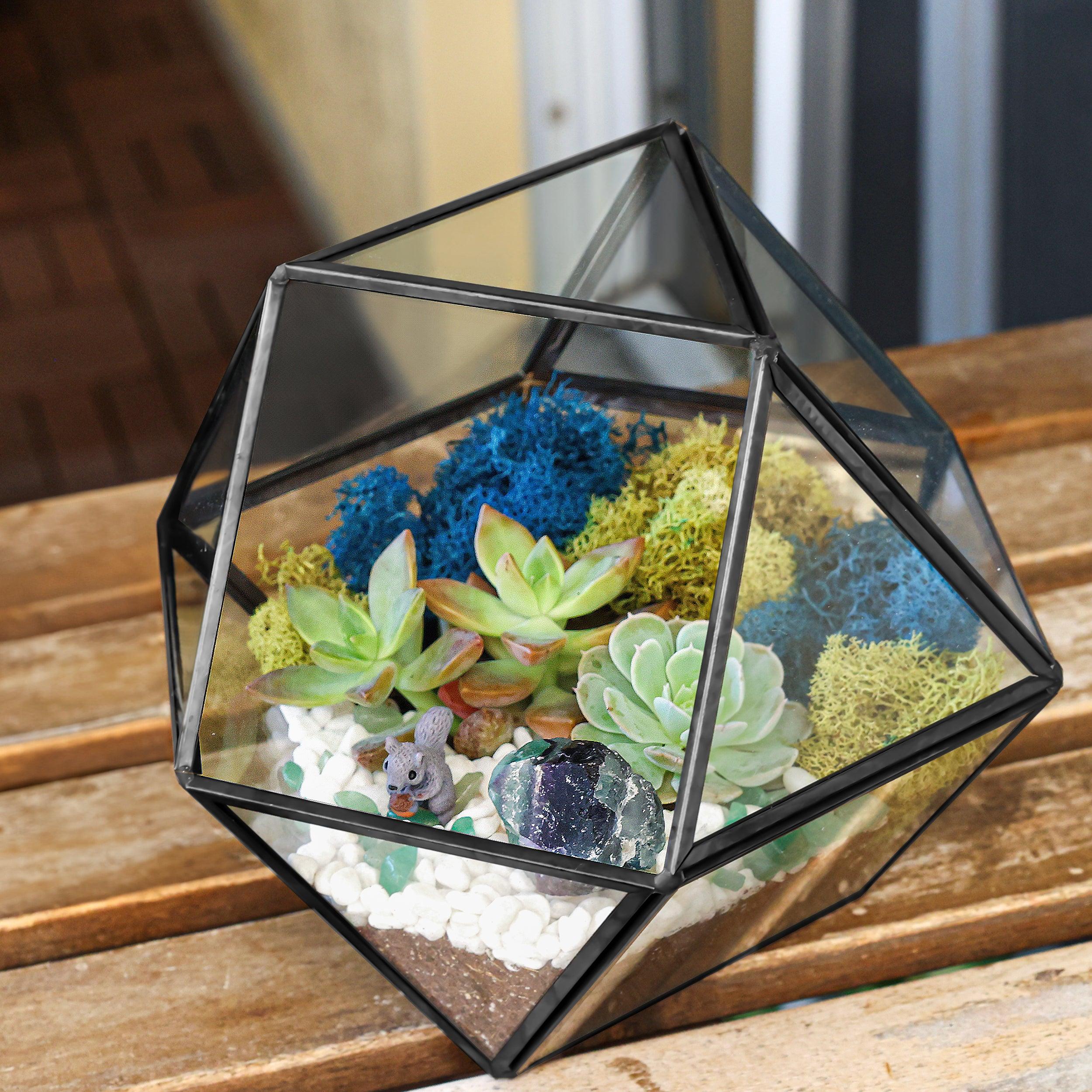 geometric terrarium succulent 7” Black Glass Succulent Terrarium Kit