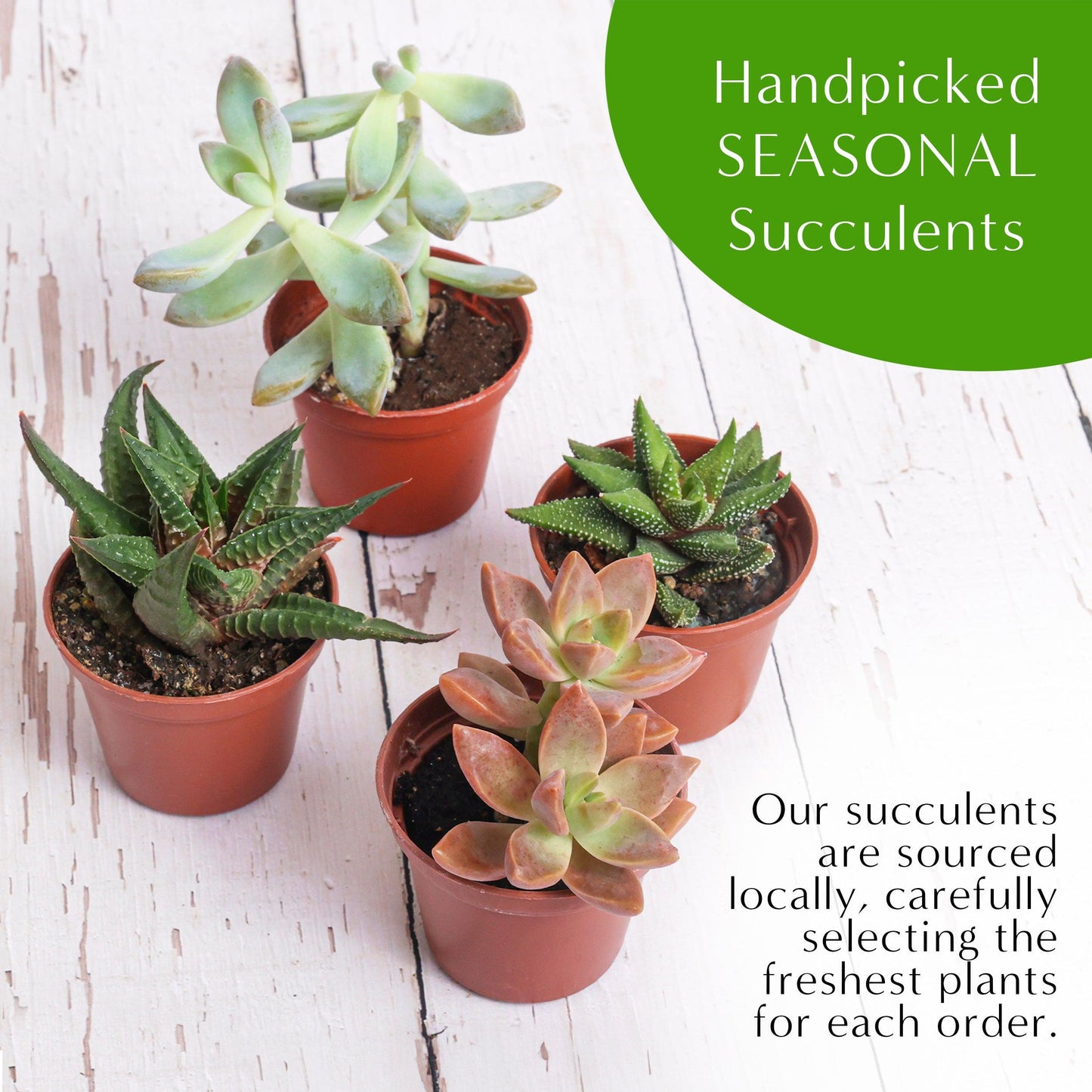 7” Black Glass Succulent Terrarium Kit | Geometric - Tampa Home & Garden Store