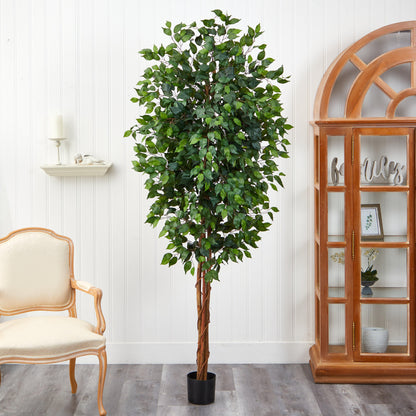 7' Ficus Silk Tree - Tampa Home & Garden Store