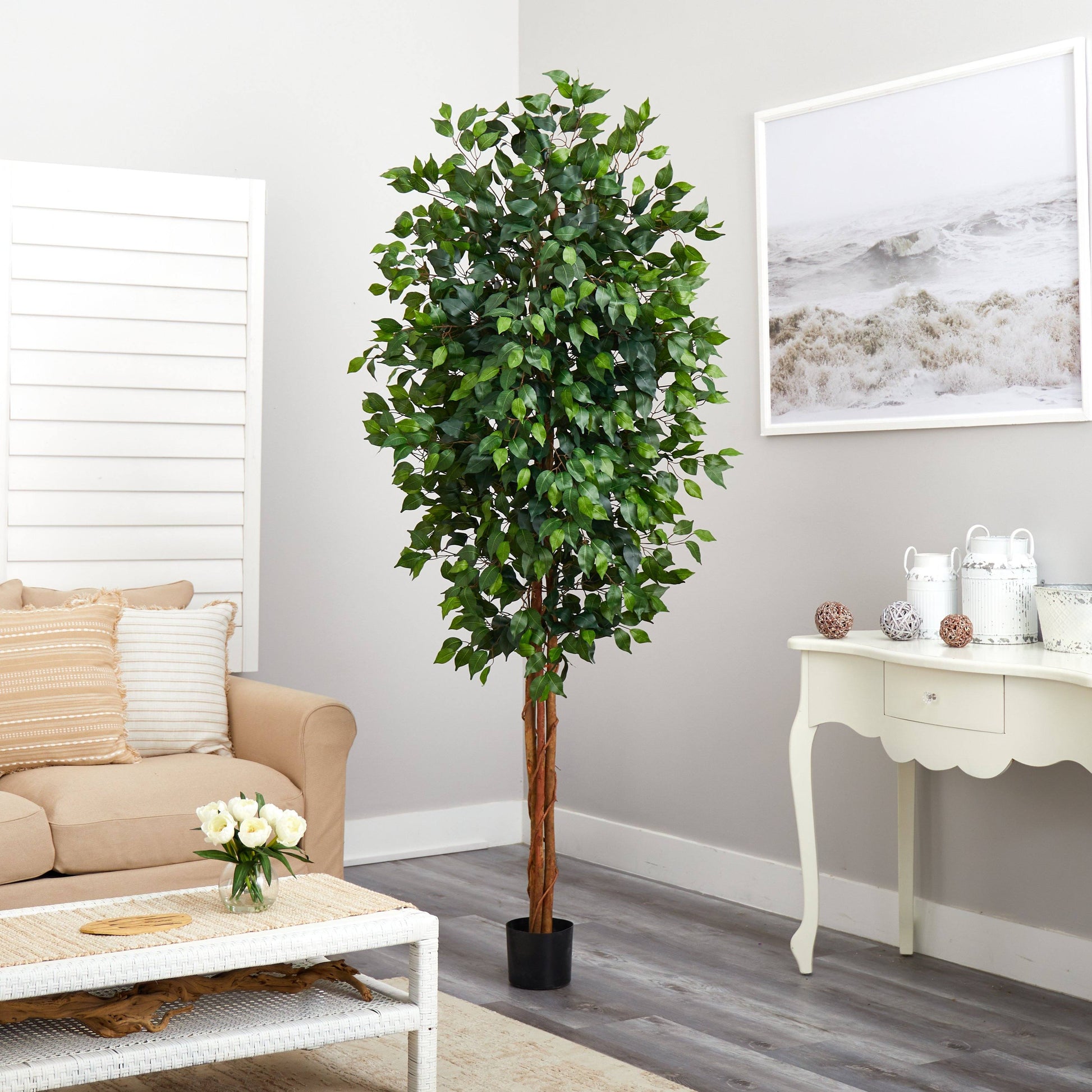 7' Ficus Silk Tree - Tampa Home & Garden Store
