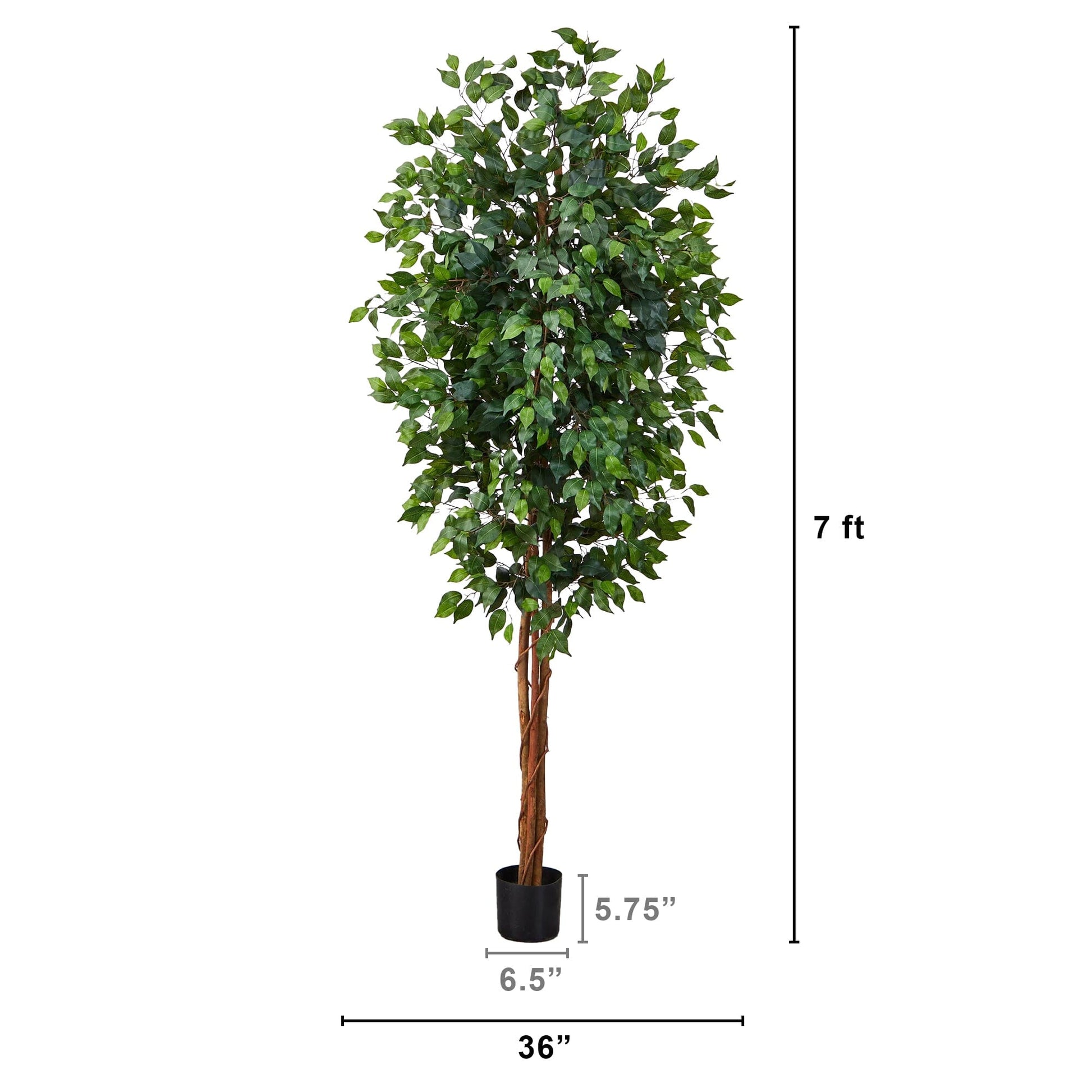 7' Ficus Silk Tree - Tampa Home & Garden Store