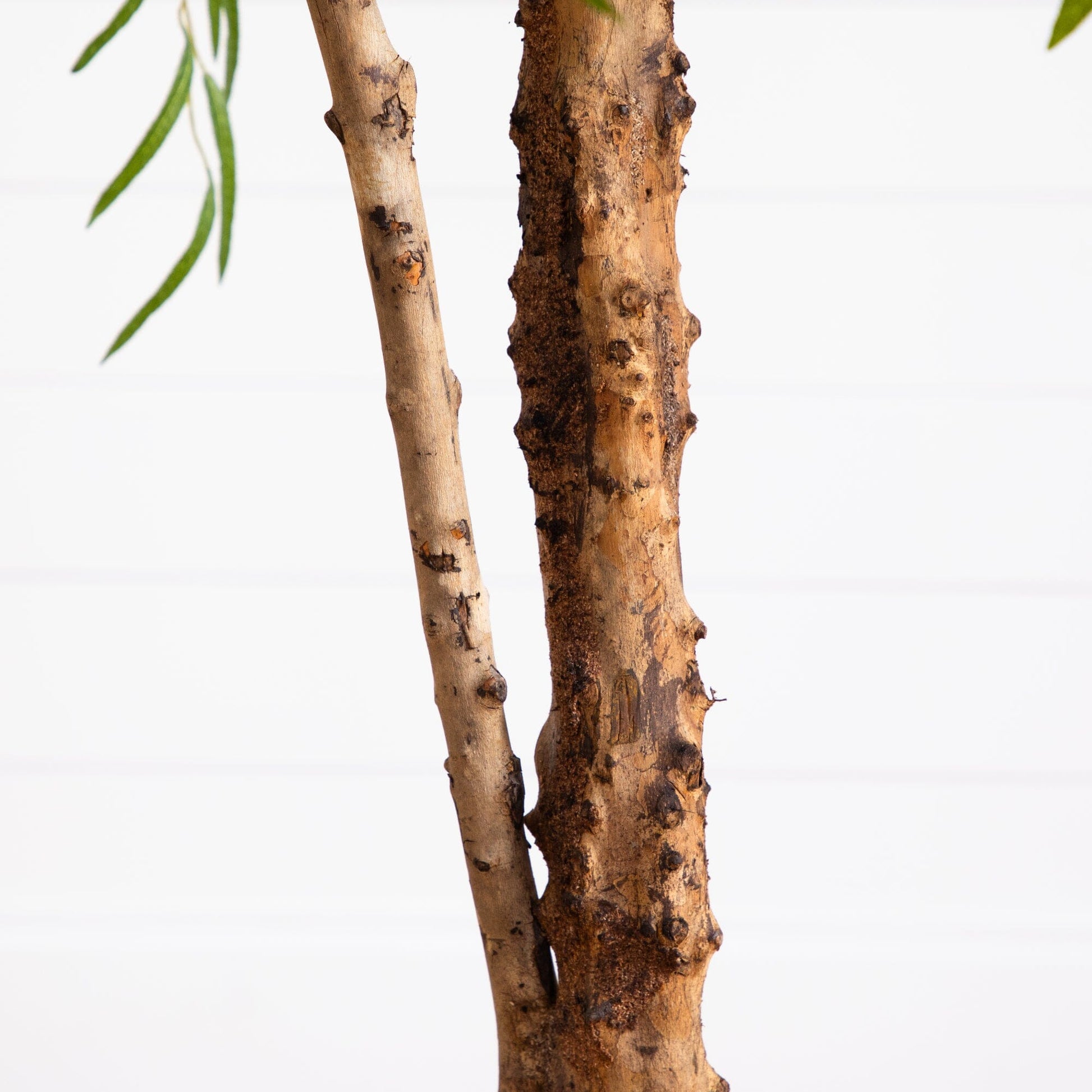 7’ Willow Artificial Tree - Tampa Home & Garden Store
