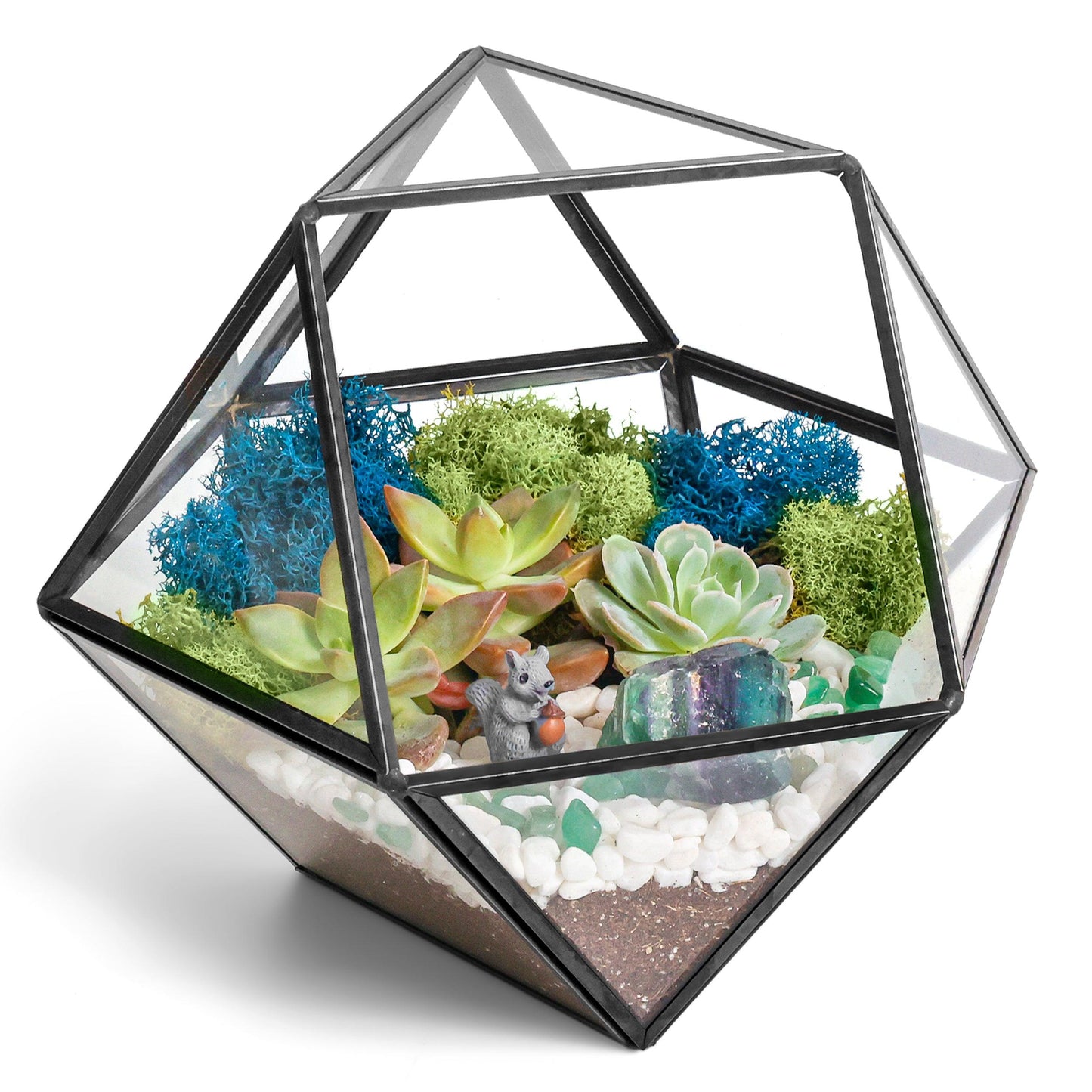 7” Black Glass Succulent Terrarium Kit | Geometric