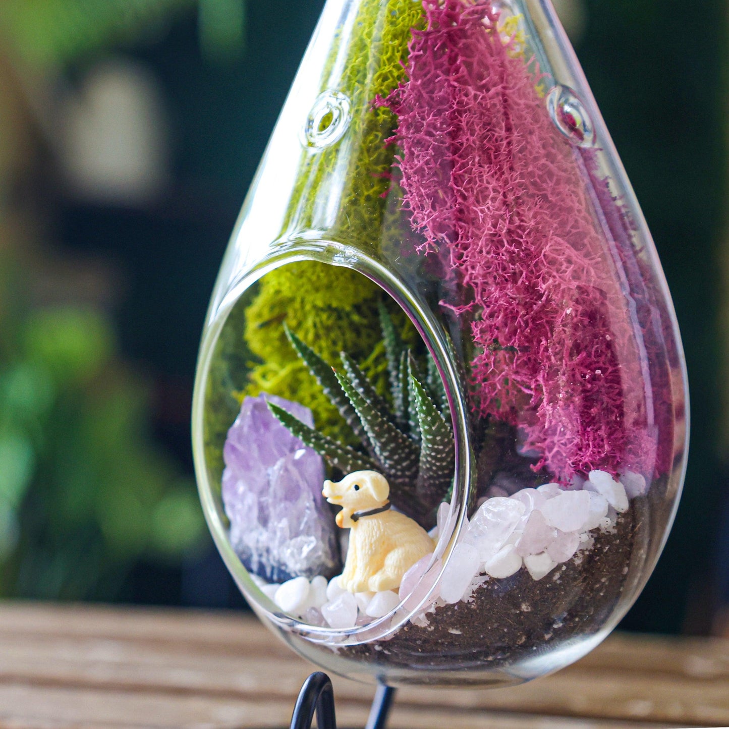 7" Glass Tear Drop Succulent Terrarium Kit