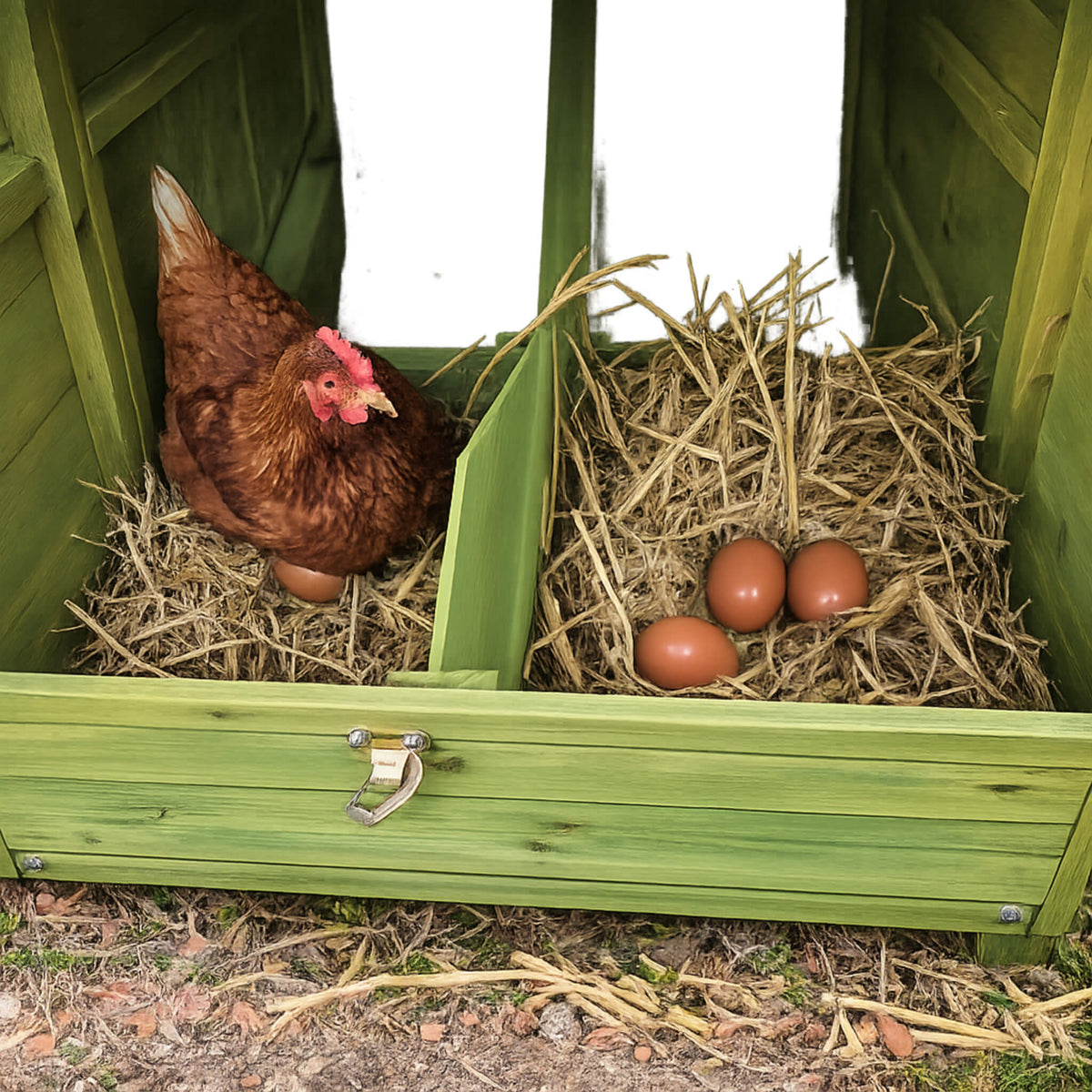 70-Inch wooden chicken coop with nesting box, perch, straw bedding and eggs in green coop on Tampa Home & Garden Store