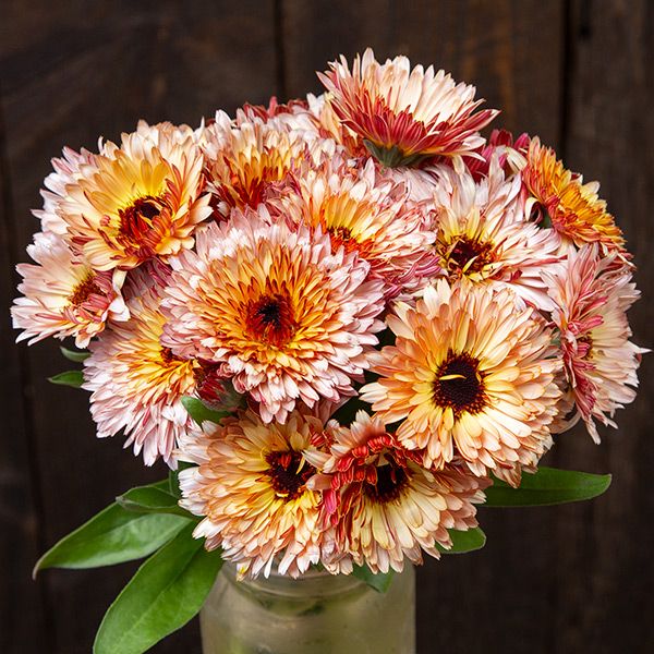 Strawberry Blonde Calendula seeds bouquet with peach and cream blooms and dark centers on Tampa Home & Garden Store