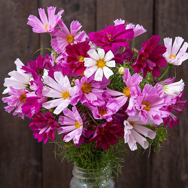 Sea Shells Blend Cosmos seeds bouquet with pink, purple and white blooms in a glass jar on Tampa Home & Garden Store