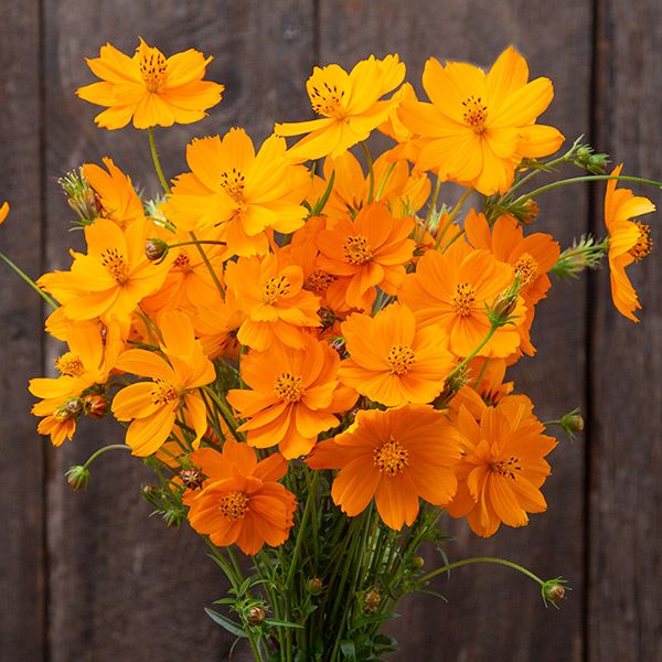 Bright Lights Blend Cosmos flowers, orange blooms on green stems by Seedtime Store on Tampa Home & Garden Store