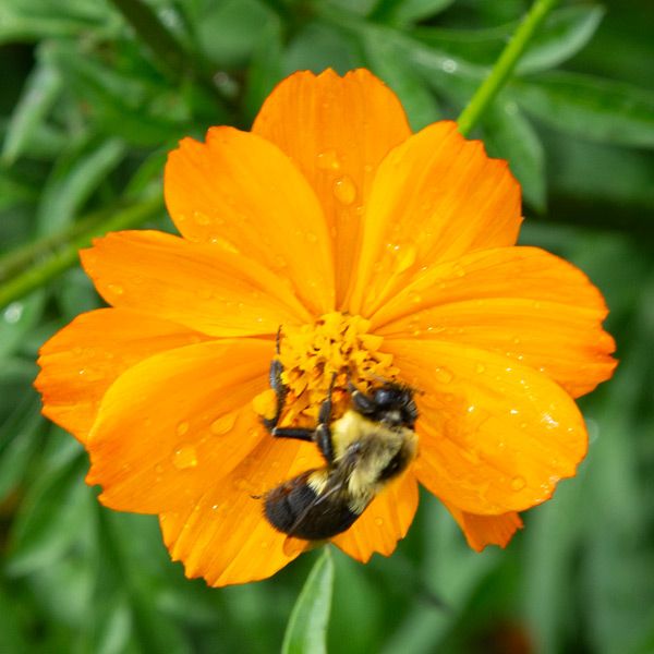 Bright Lights Blend Cosmos flower with bee on orange petals, Seedtime Store cosmos seeds on Tampa Home & Garden Store