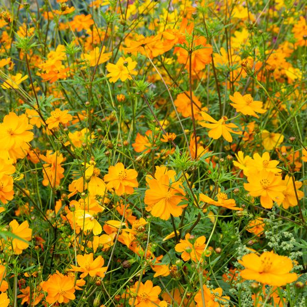 Bright Lights Blend Cosmos seeds in a field of orange yellow blooms Seedtime Store on Tampa Home & Garden Store