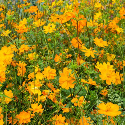 Bright Lights Blend Cosmos seeds in a field of orange yellow blooms Seedtime Store on Tampa Home & Garden Store