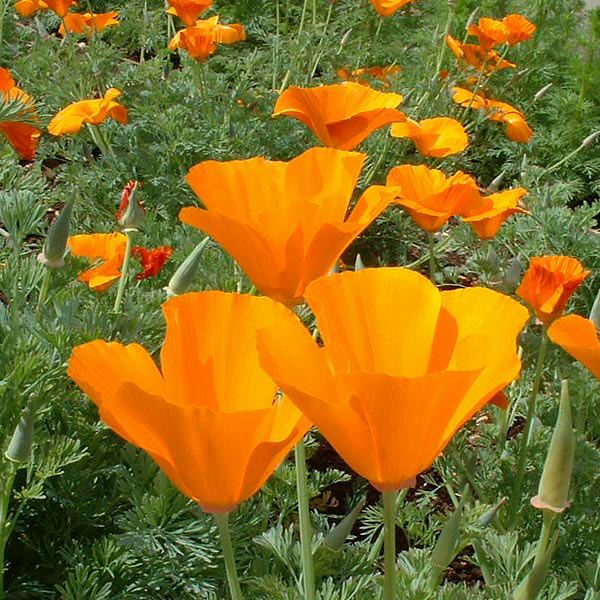 California orange poppy seeds in a field of bright orange blooms Seedtime Store on Tampa Home & Garden Store