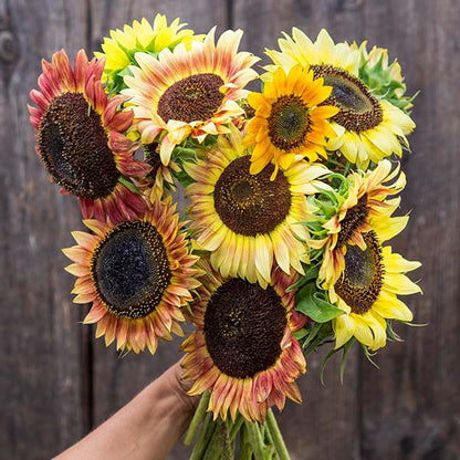 Evening Colors Sunflower seeds bouquet with multicolored petals and dark centers on Tampa Home & Garden Store