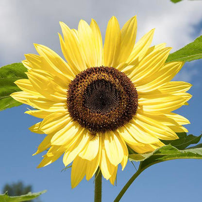 Lemon Queen sunflower bright yellow petals with dark brown center on Tampa Home & Garden Store