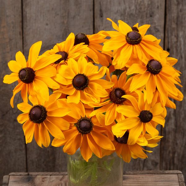Marmalade Rudbeckia blooms bouquet with bright orange petals and dark centers in a vase on Tampa Home & Garden Store