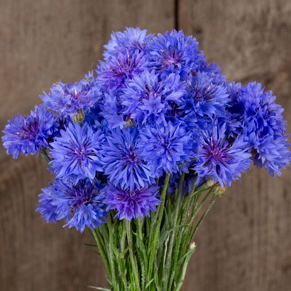 Blue Boy Bachelor Button seeds with vibrant blue pom-pom blooms on Tampa Home & Garden Store
