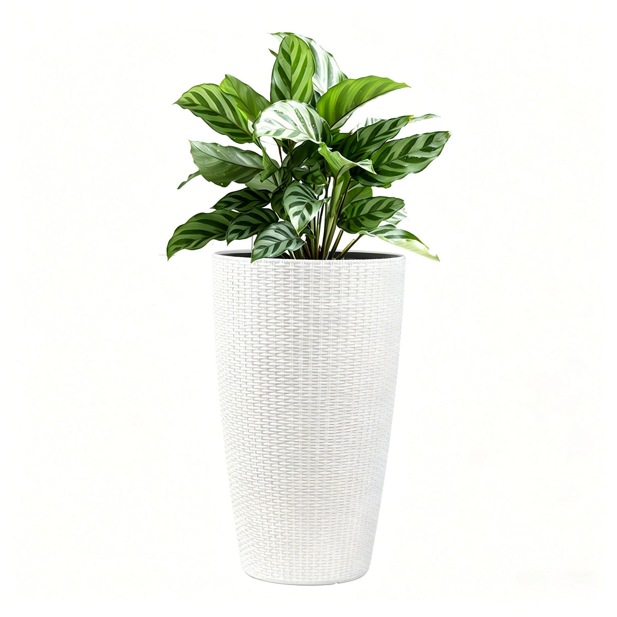 Tall white woven planters set with variegated green plant, three stacked pots by HouseOfZazla on Tampa Home & Garden Store