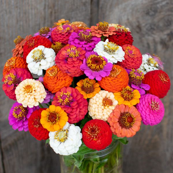 Dahlia Flowered Zinnia seeds in a vibrant bloom mix red orange pink white Seedtime Store on Tampa Home & Garden Store