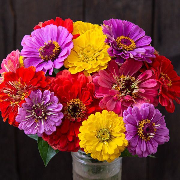 County Fair Blend Zinnia seeds colorful bouquet with purple yellow red blooms in a jar on Tampa Home & Garden Store