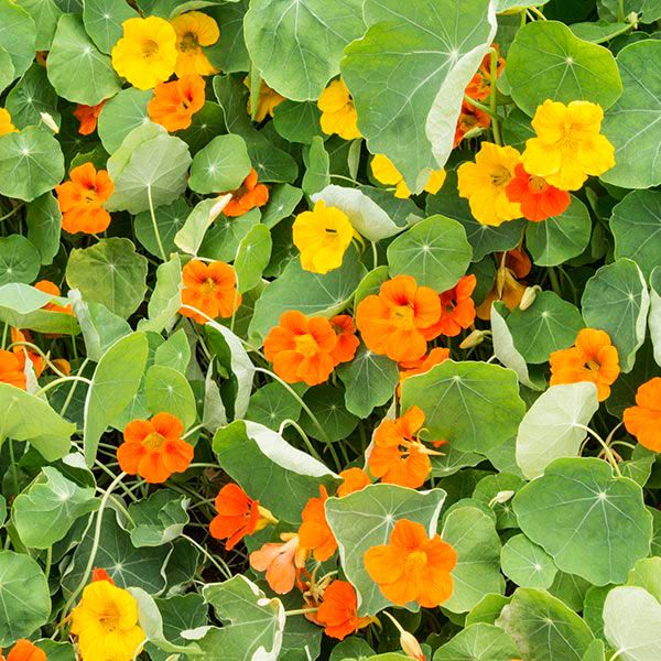 Dwarf Jewel Blend Nasturtium seeds orange yellow flowers with green leaves Seedtime Store on Tampa Home & Garden Store