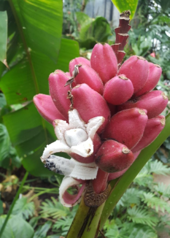 Pink Banana Musa vulpina fruit cluster on a tropical landscaping plant with pink fruit on Tampa Home & Garden Store