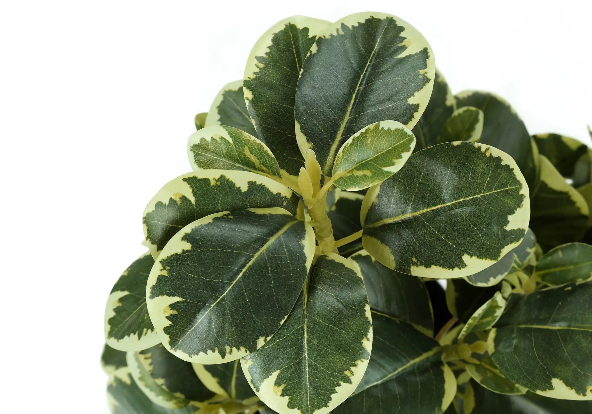 Ficus artificial plant set of 2 variegated leaves indoor table decor Unique Piece Furniture on Tampa Home & Garden Store