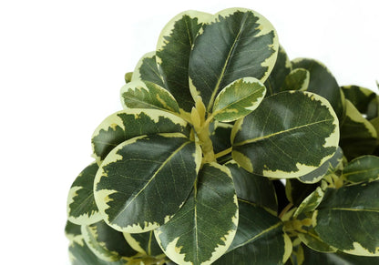 Ficus artificial plant set of 2 variegated leaves indoor table decor Unique Piece Furniture on Tampa Home & Garden Store