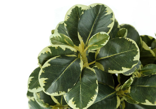 Ficus artificial plant set of 2 variegated leaves indoor table decor Unique Piece Furniture on Tampa Home & Garden Store