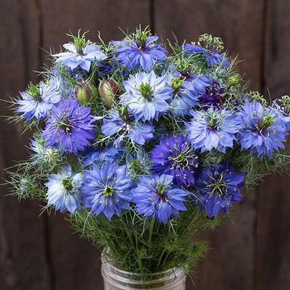 Nigella seeds bouquet in blue hues with feathery green foliage Seedtime Store on Tampa Home & Garden Store