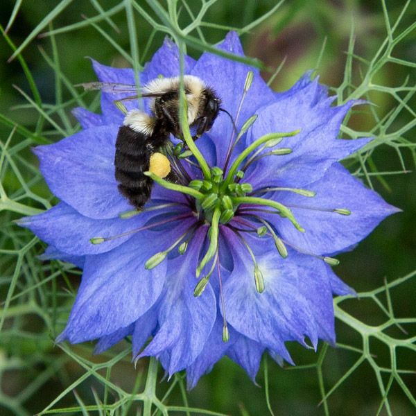 Nigella seeds Seedtime Store vivid blue Nigella flower with bee on Tampa Home & Garden Store