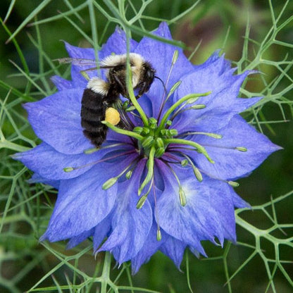 Nigella seeds Seedtime Store vivid blue Nigella flower with bee on Tampa Home & Garden Store