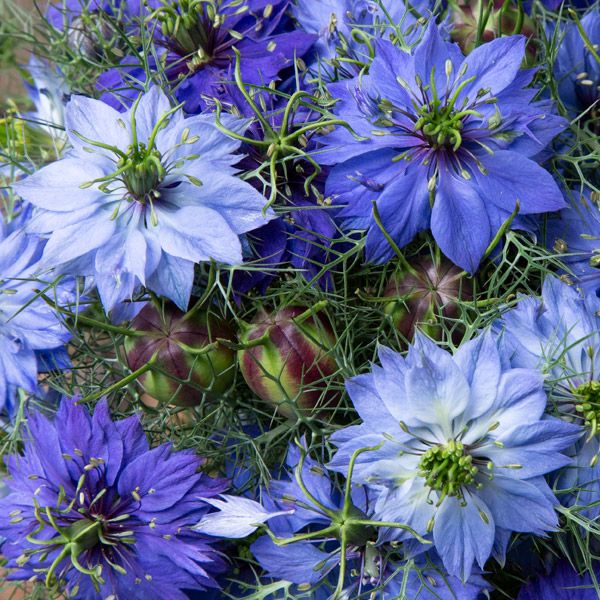 Nigella seeds blue flowering variety with feathery green foliage Seedtime Store on Tampa Home & Garden Store