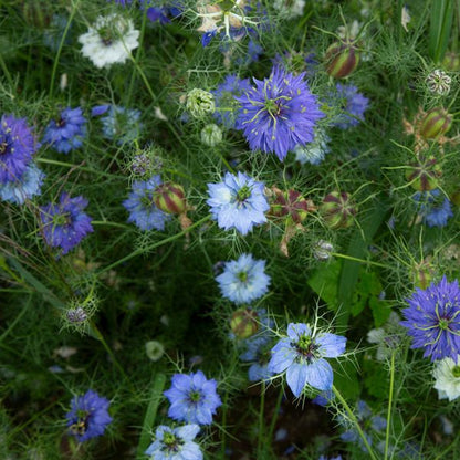 Nigella seeds bloom with blue and purple blossoms and feathery foliage on Tampa Home & Garden Store