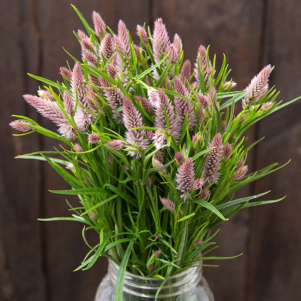 Flamingo Feather Celosia stems with pink plume flowers in a glass jar on Tampa Home & Garden Store