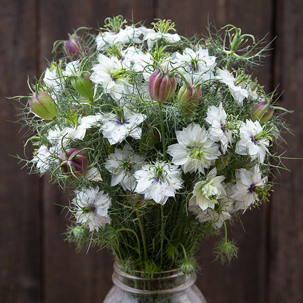 Cramer's Plum Nigella bouquet with white petals and purple seed pods amid feathery greenery on Tampa Home & Garden Store