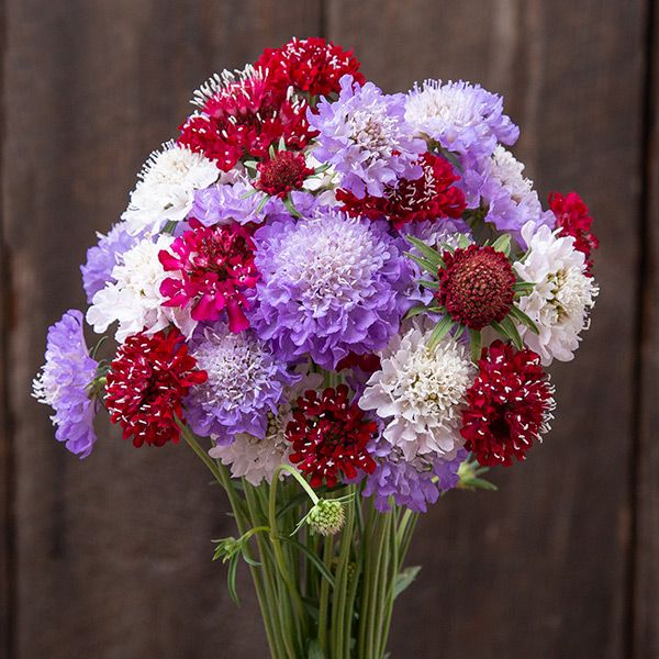 Dynamic Mix Scabiosa seeds in a colorful bloom mix with purple, white, and red petals on Tampa Home & Garden Store