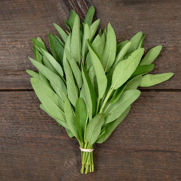 Sage leaves bundle from Seedtime Store, fresh green herb tied with string on Tampa Home & Garden Store