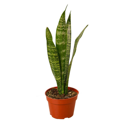 Snake Plant Zeylanica indoor plant with tall green variegated leaves in a terracotta pot on Tampa Home & Garden Store