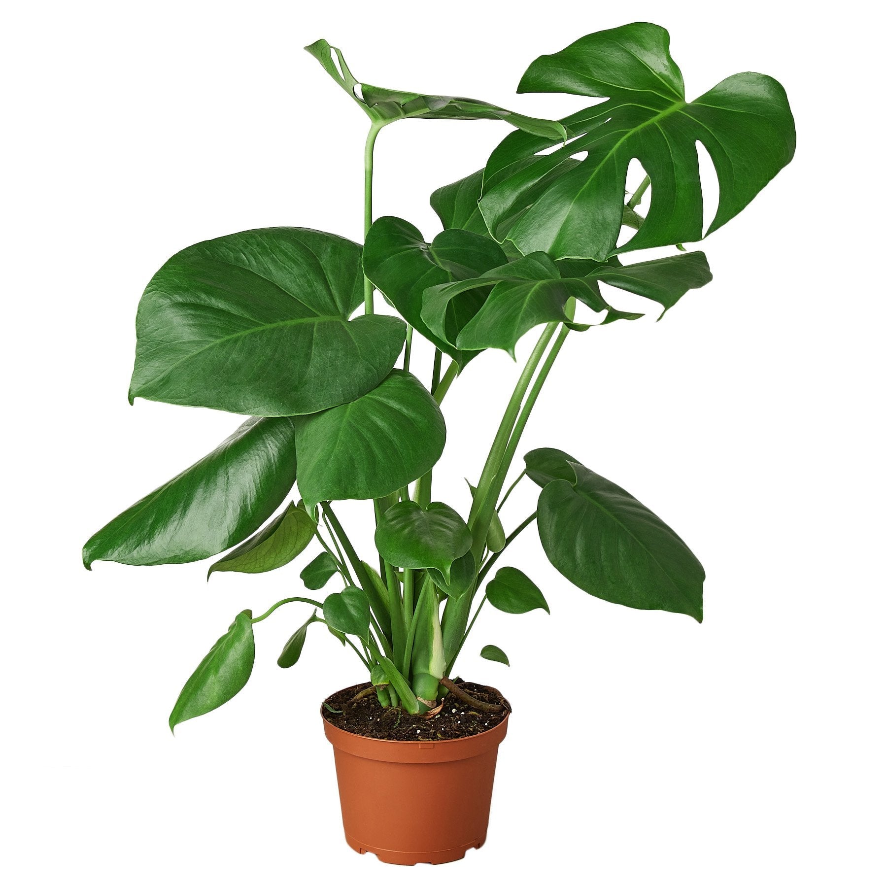 Philodendron Monstera Split-Leaf 6-inch plant in terracotta nursery pot on Tampa Home & Garden Store