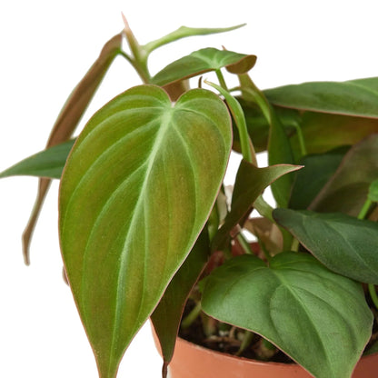 Philodendron Velvet 4-inch plant with velvety green leaves and reddish edges on Tampa Home & Garden Store