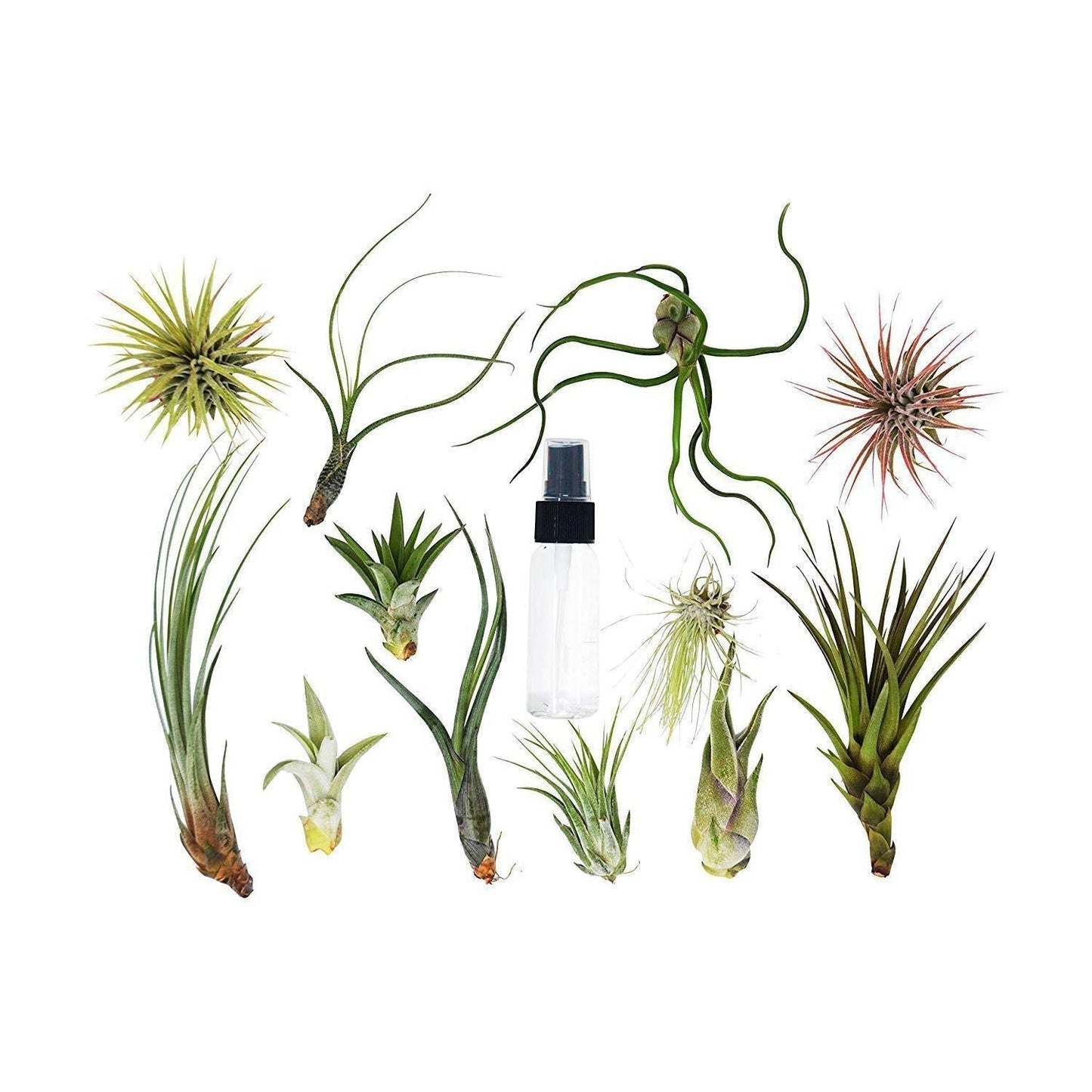 Tillandsia air plant variety with spray bottle, 6-pack of green spiky air plants on Tampa Home & Garden Store
