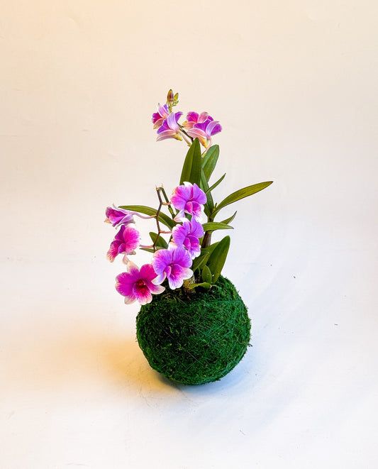 Kokedama  Mini Orchid