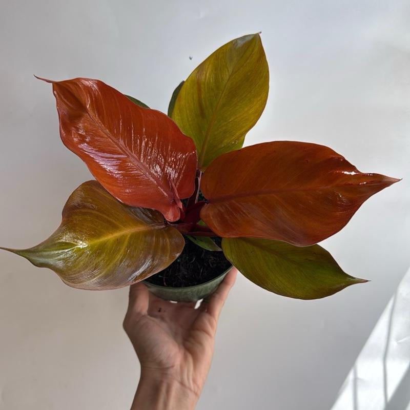 Philodendron Prince of Orange Indoor Plant